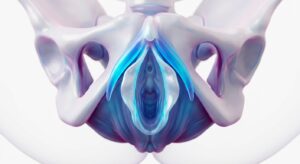 소음순 비대증의 해부학적 구조와 대칭 분석 3D 일러스트
